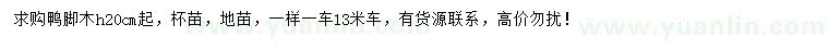 求購高20公分以上鴨腳木