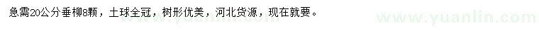 求購(gòu)20公分垂柳