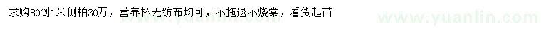 求購80-100公分側柏