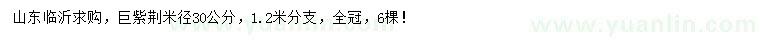 求購(gòu)米徑30公分巨紫荊