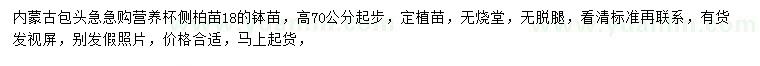 求購高70公分側(cè)柏