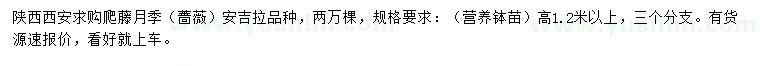 求購(gòu)高1.2米以上爬藤月季