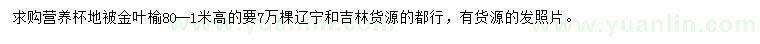 求購高80-100公分金葉榆