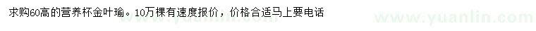 求購高60公分金葉榆
