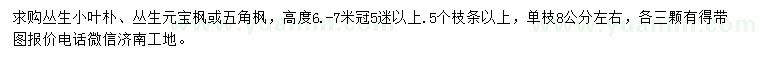求購叢生小葉樸、叢生元寶楓或五角楓