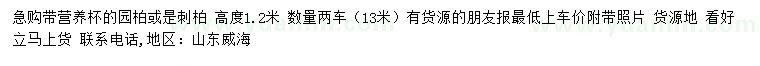 求購高1.2米園柏、刺柏