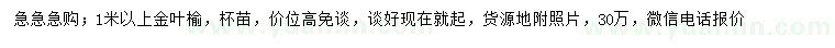 求購1米以上金葉榆