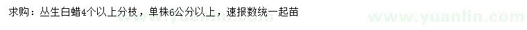 求購4個以上分枝叢生白蠟
