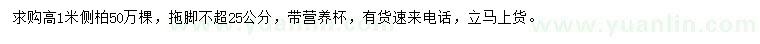 求購高1米側(cè)柏 
