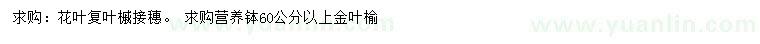 求購(gòu)花葉復(fù)葉槭、60公分以上金葉榆