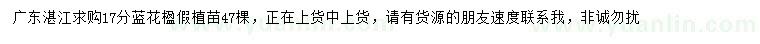 求購17公分藍花楹