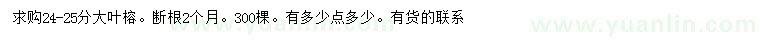 求購24-25分大葉榕