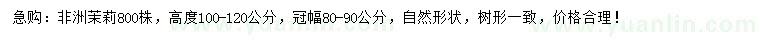 求購高100-120公分非洲茉莉