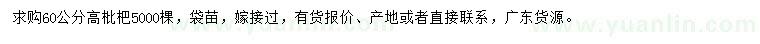 求購高60公分枇杷