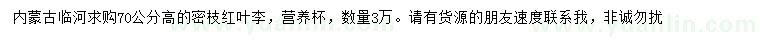 求購高70公分密枝紅葉李