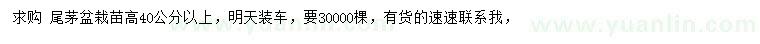求購高40公分以上尾茅