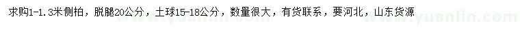 求購1-1.3米側柏