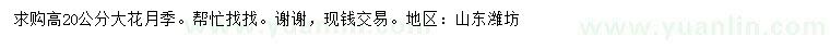求購高20公分大花月季