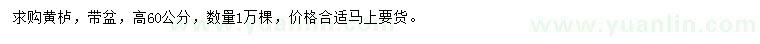 求購高60公分黃櫨