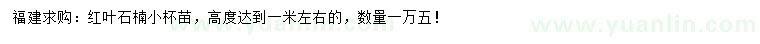 求購高1米紅葉石楠