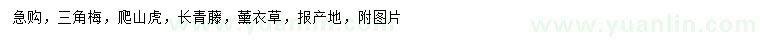 求購三角梅、爬山虎、長青藤等