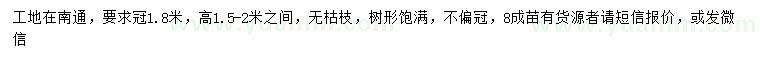求購冠幅1.8米金葉女貞球