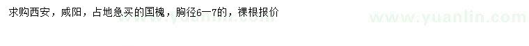 求購(gòu)胸徑6-7公分國(guó)槐