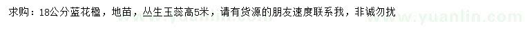 求購18公分藍花楹