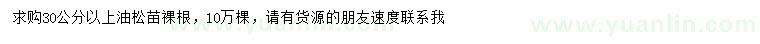 求購30公分以上油松苗