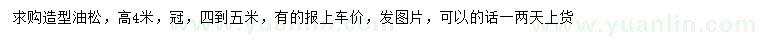 求購高4米油松