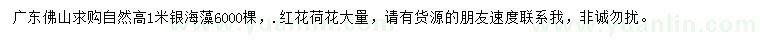 求購高1米銀海藻、紅花荷花