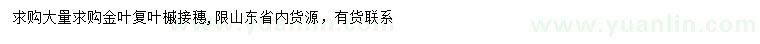 求購(gòu)金葉復(fù)葉槭接穗