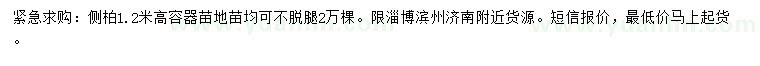求購高1.2米側柏