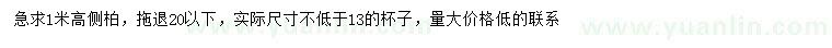 求購高1米側柏