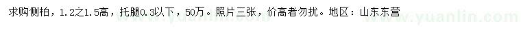 求購高1.2-1.5米側(cè)柏