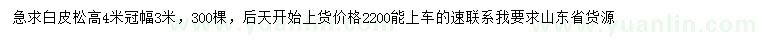 求購高4米白皮松
