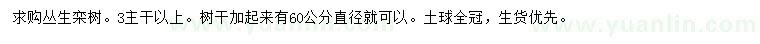 求購叢生欒樹