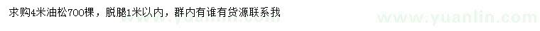 求購4米油松
