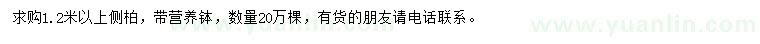 求購1.2米以上側(cè)柏
