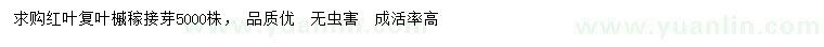 求購(gòu)紅葉復(fù)葉槭稼接芽