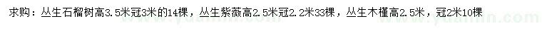 求購高3.5米叢生石榴樹
