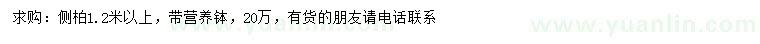 求購1.2米以上側(cè)柏