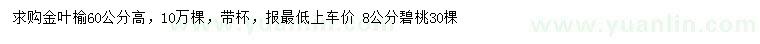 求購高60公分金葉榆、 8公分碧桃