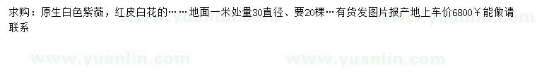 求購米徑30公分白花紫薇
