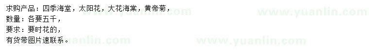 求購四季海棠、太陽花、大花海棠等