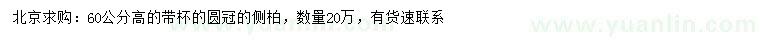 求購高60公分側柏