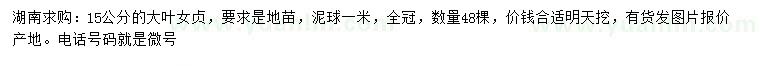 求購15公分大葉女貞