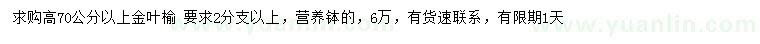 求購高70公分以上金葉榆