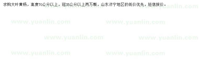 求購(gòu)高70公分以上大葉黃楊