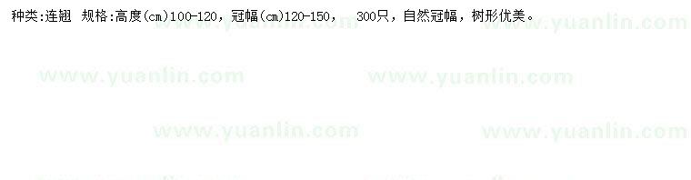 求購高100-120公分連翹